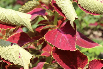 red and green leaves
