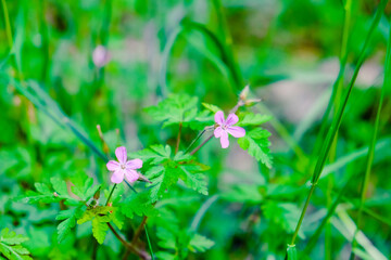 pink flowers in the grass