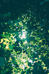 Obraz na płótnie Canvas green abstract sun shining with leaves