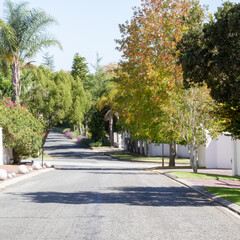 Typical urban street with trees
