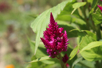 pink flower of a flower