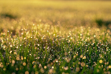 Drops of dew in blur bokeh on the green spring grass in the morning in the sun. Soft selective focus. Natural background.