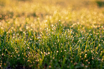 Drops of dew in blur bokeh on the green grass in the morning glistens in the sun. Soft selective focus. Natural background.