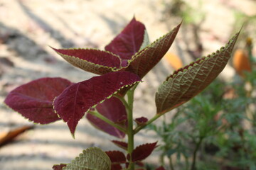red and yellow flowers
