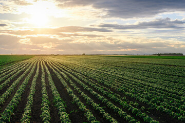 Open soybean field at sunset.