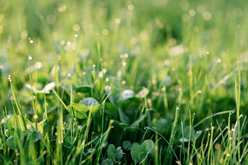 Dewdrops on green grass and clover in blur bokeh in the morning spring sun. Soft selective focus. Natural textures. Copy space.