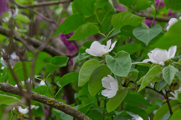 lilac flowers in the garden