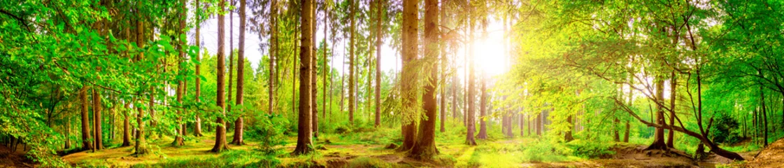 Papier Peint photo autocollant Panoramique Panorama de la forêt avec un soleil brillant qui brille à travers les arbres