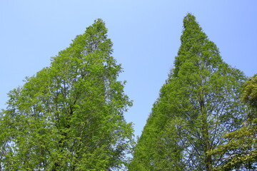 メタセコイヤの新緑風景　新緑のメタセコイヤ
初夏の風景　新緑風景　メタセコイヤの並木