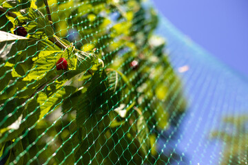 fruit tree covered with bird protection net