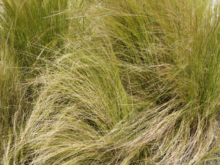 Nassella tenuissima | Mexican feathergrass with beautiful fine-textured foliage moving in the wind