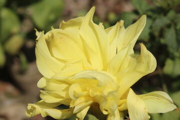 Obraz premium close up of yellow tulip
