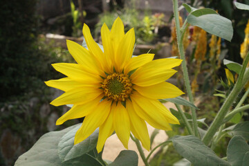 Beautiful sunflower