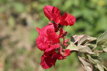 red poppies in the garden