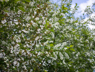 Bird Cherry tree in full bloom at spring garden. Bird-cherry closeup
