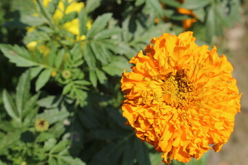 orange flower in the garden