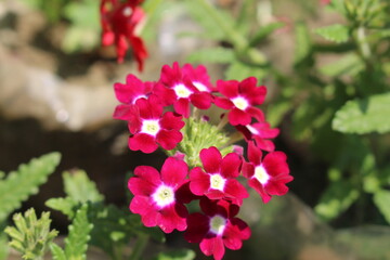pink flowers in the garden