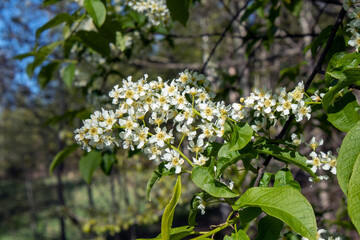 Prunus padus, bird cherry tree flowers, Finland