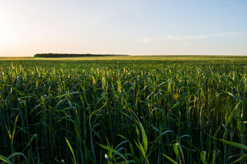 green field of unripe wheat in the rays of the setting sun