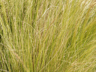 (Nassella tenuissima) Mexican feathergrass or finestem needlegrass with fine-textured bright green and yellow foliage in garden