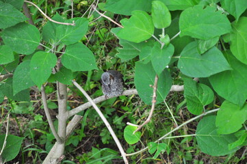 Obraz premium 森のヒヨドリのヒナ