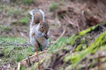 squirrel in the forest