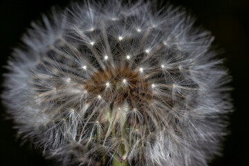 Dandelion close up with macro flash