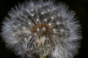 Fototapeta premium Dandelion close up with macro flash