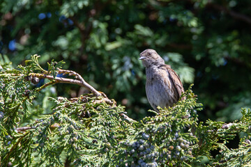 Wild life photography with birds at the back garden