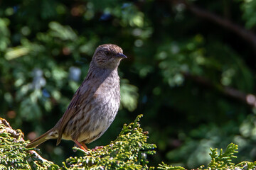Wild life photography with birds at the back garden