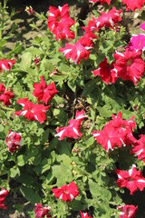 red flowers in the garden
