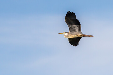 Wild life photography with birds at the back garden