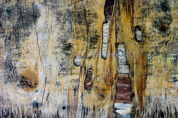 wood surface with a beautiful pattern, with lines that look prominent, signifying the age of the...