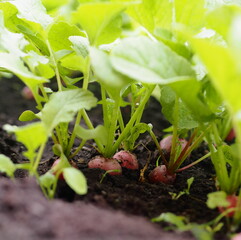 Agricultural vegetable vegetable background.Spring first natural radish grows on a bed in the ground.