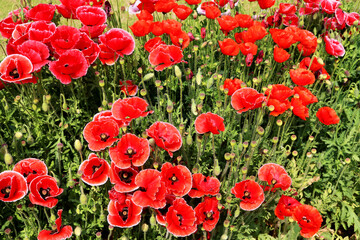 Papaver rhoeas is an annual herbaceous species of flowering plant in the poppy family, grown in a botanical garden in India.