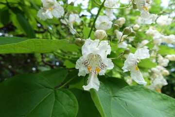 Closeup of white flower of catalpa tree in June