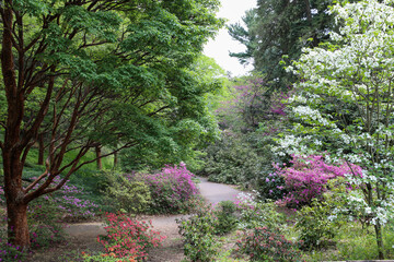 Dogwood tree and Azaleas blooming along a curved path in Rochester, New York