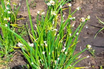 green grass and water drops