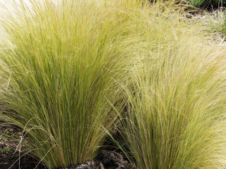 Nassella tenuissima | Mexican feathergrass with beautiful fine-textured foliage moving in the wind