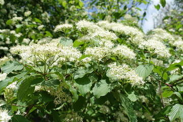 Inflorescences of blossoming common dogwood in May