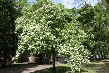 Fototapeta na wymiar Full length view of common dogwood tree in full bloom in May