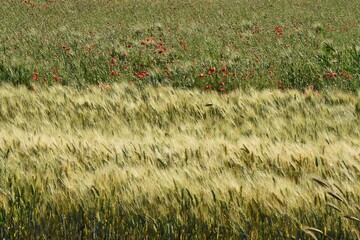 Campo di Grano e Papaveri