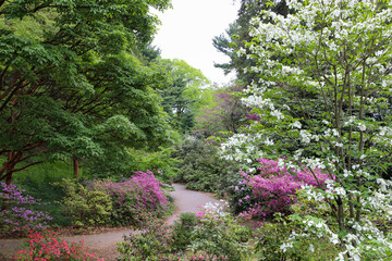 Dogwood and Azaleas blooming along a winding trail in the park. Rochester, New York