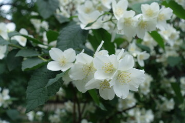 Closeup of white flowers of mock orange in May