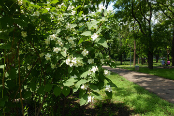 Bush of mock orange in bloom in the park in June