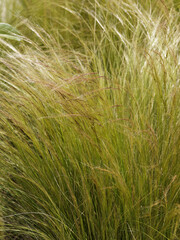 (Nassella tenuissima) Graceful Mexican Feather Grass with ornamental silvery-green thread-like...