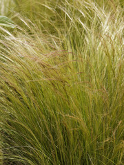 (Nassella tenuissima) Graceful Mexican Feather Grass with ornamental silvery-green thread-like leaves in late spring