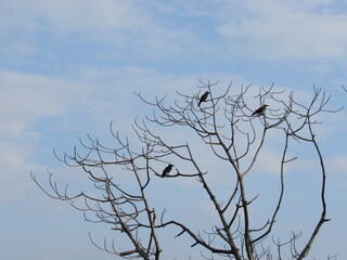birds on a branch
