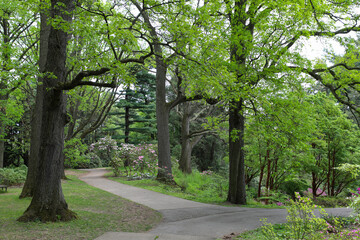 Fototapeta na wymiar Walking path through the azalea gardens at Highland Park, Rochester, New York.
