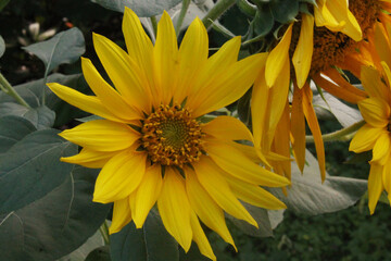 Beautiful sunflower